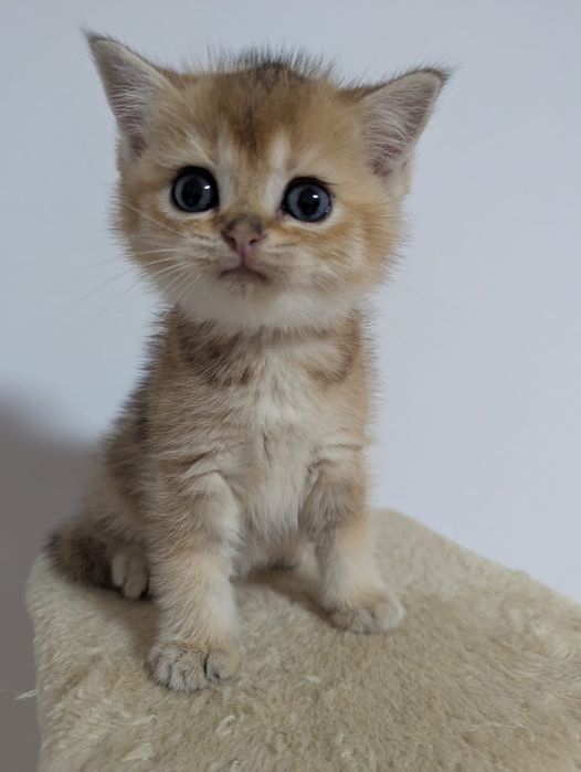 Szkocka kotka dziewczyna