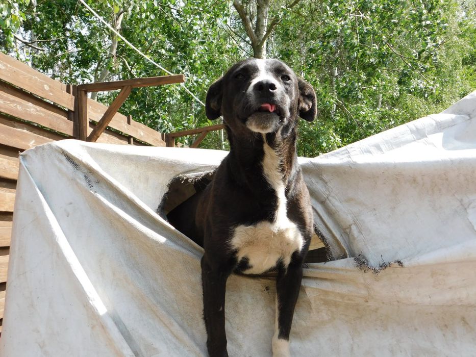 Прилаштовується гарний песик . Тайсон