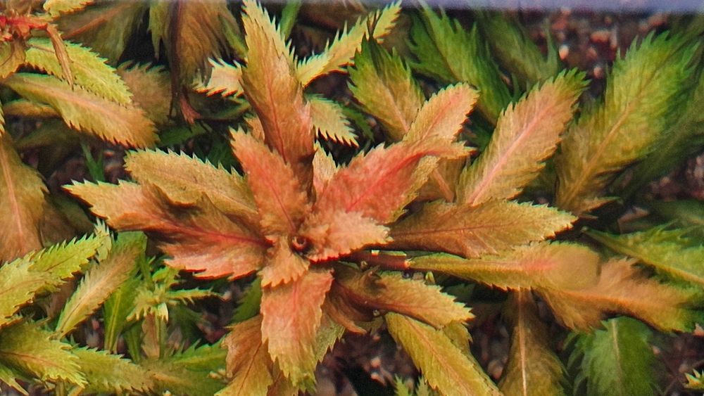 Proserpinaca Palustris Cuba i inne rośliny akwariowe