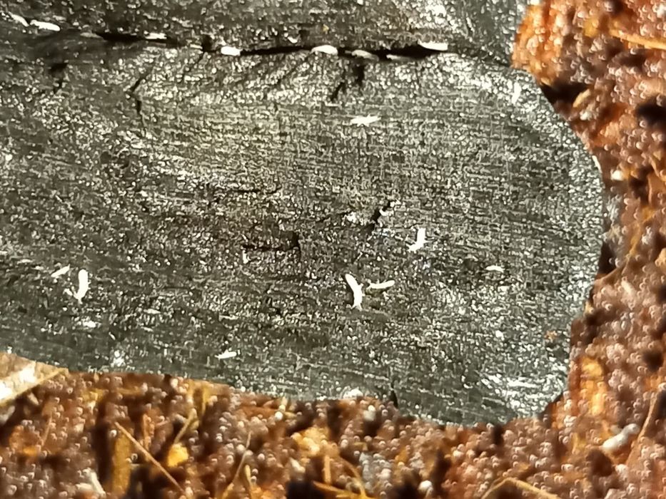 Skoczogonki białe/ekipa sprzątająca