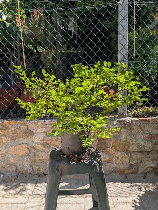 Bonsai Sageretia com 8 anos