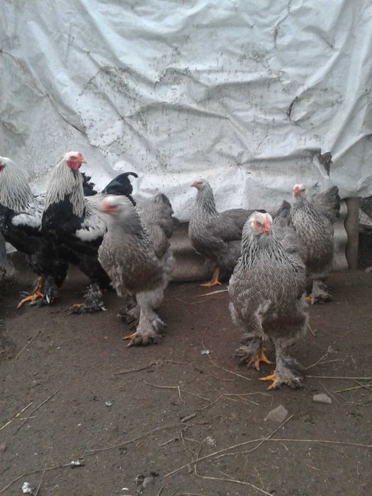 Продам инкубационное яйцо от кур породы Брама Тёмная