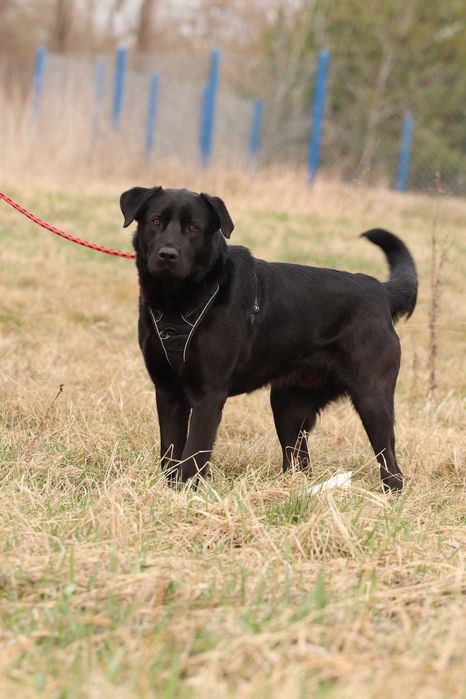 Do adopcji - BLACK