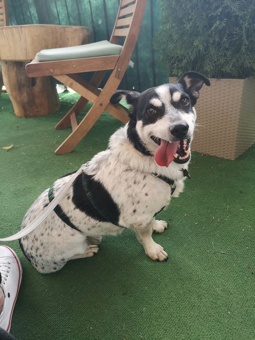 Paczi do adopcji