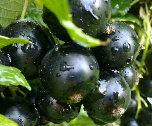 Порічка. Саженцы чёрной смородины