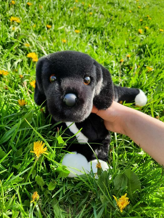 Douglas twister mix lab i pitbull pluszak