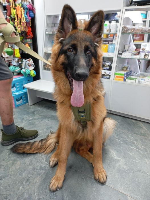 Продам щенка немецкой овчарки