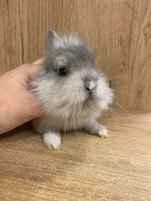 Królik karzełek teddy puchaty niebieski szary silver dymny