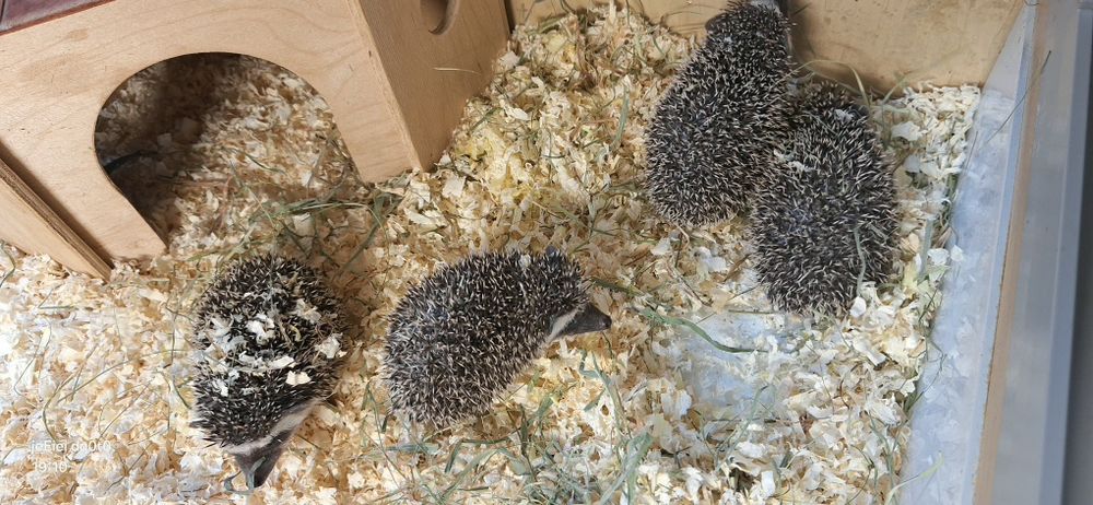 Jeż jeże pigmejskie młode samiczki .