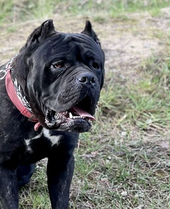 Cane Corso Italiano zapowiedź miotu