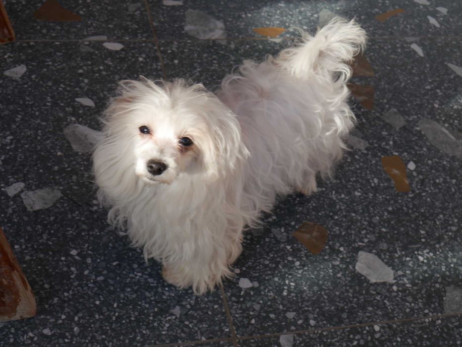 Maltańczyk - linia KOREAŃSKA ostatnia sunia