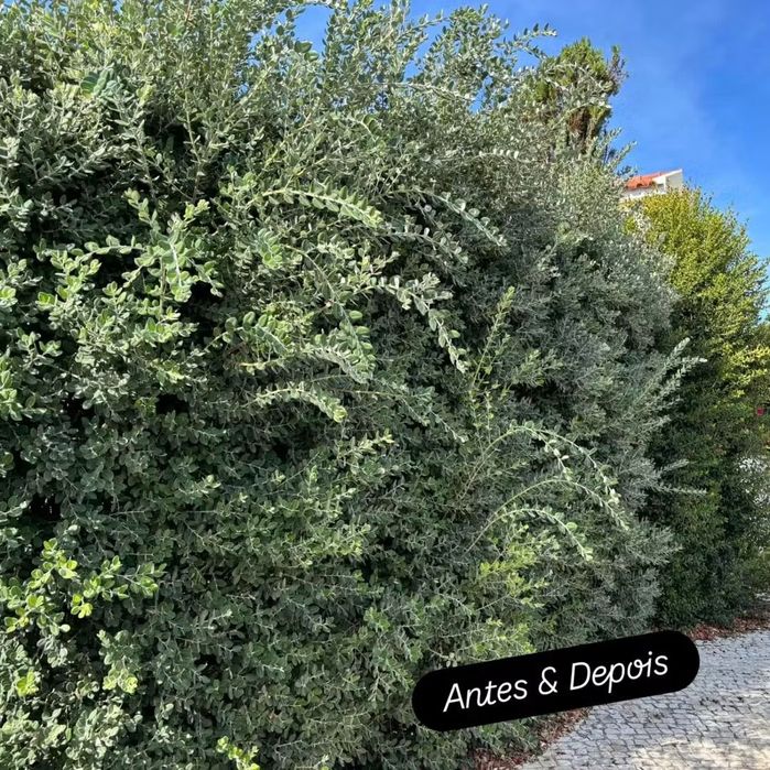 Limpeza terrenos jardins corte árvores