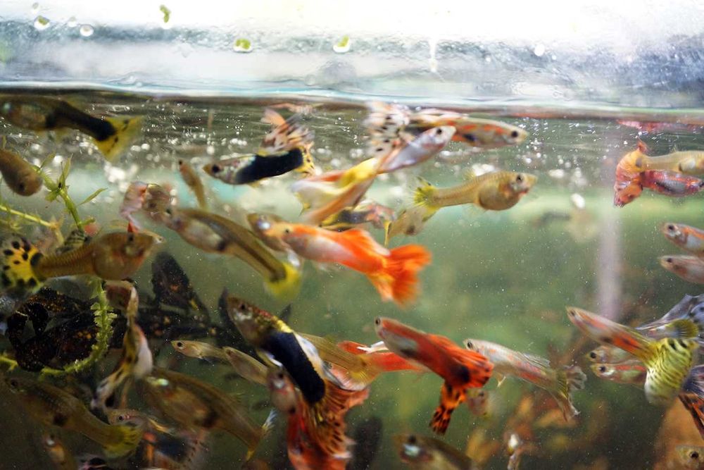 Peixes de aquário Guppy