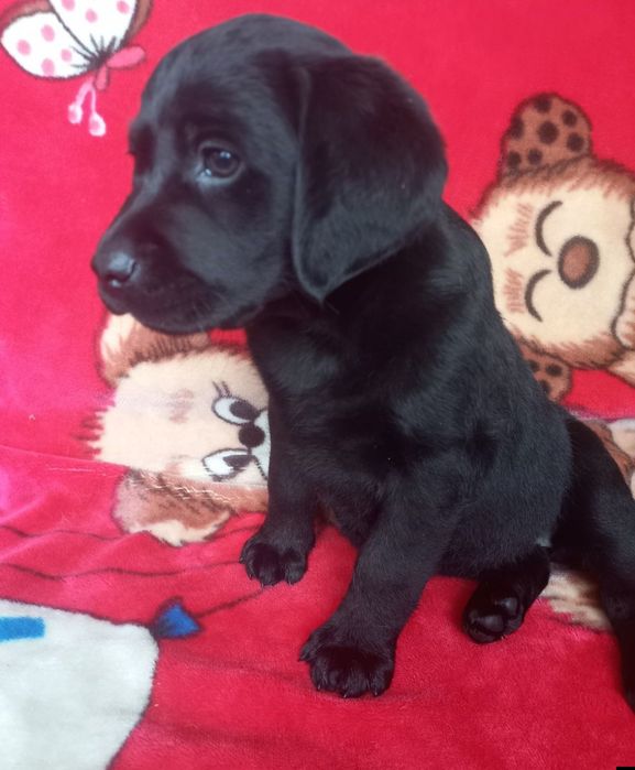 Элитные щенки питомника Лабрадор Ретривер