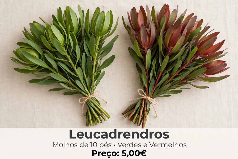 Vendo flores leucadrendros verdes e vermelhos