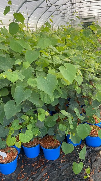 Judaszowiec kanadyjski 2L duże sadzonki Cercis