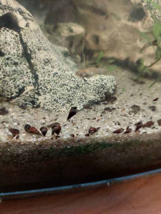 Ślimaki świderki cena za 10 sztuk