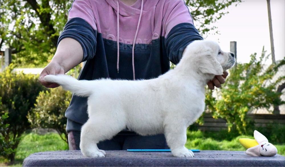 Цуценята Золотистого ретривера