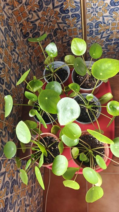 Pilea Peperomioides / Planta chinesa do dinheiro