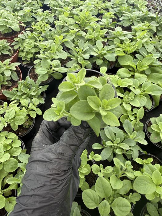 Сурфінія (петунія ампельна)