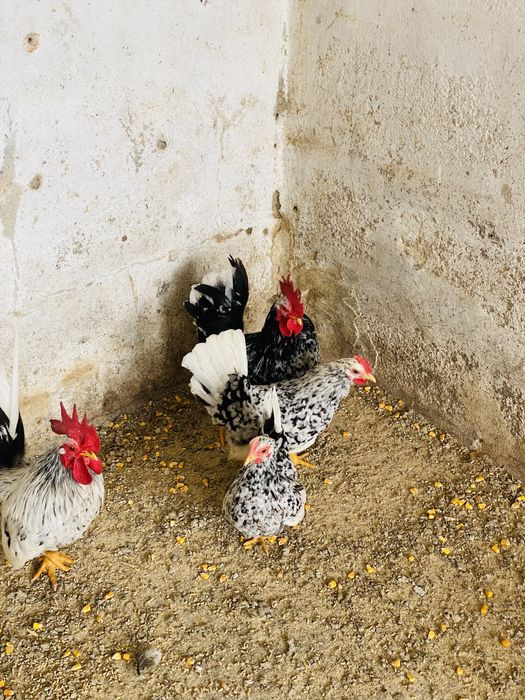 Garnizas nagasaki de varias cores