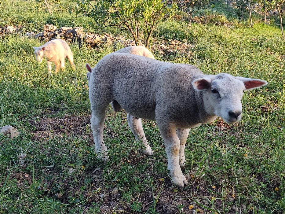 Ovinos Texel puros