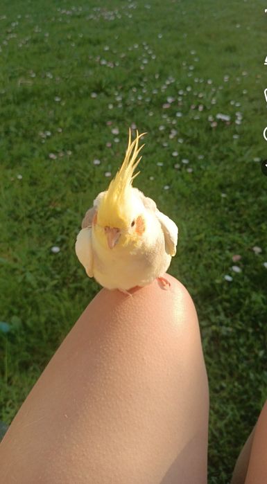 Zaginęła papuga nimfa !!