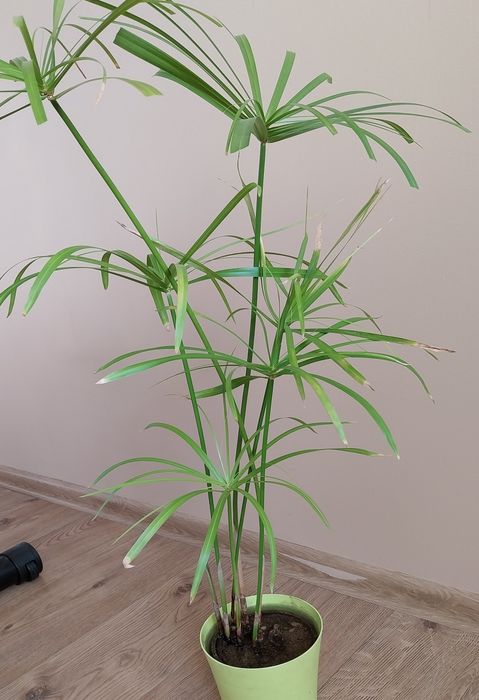 Sadznka papirusa