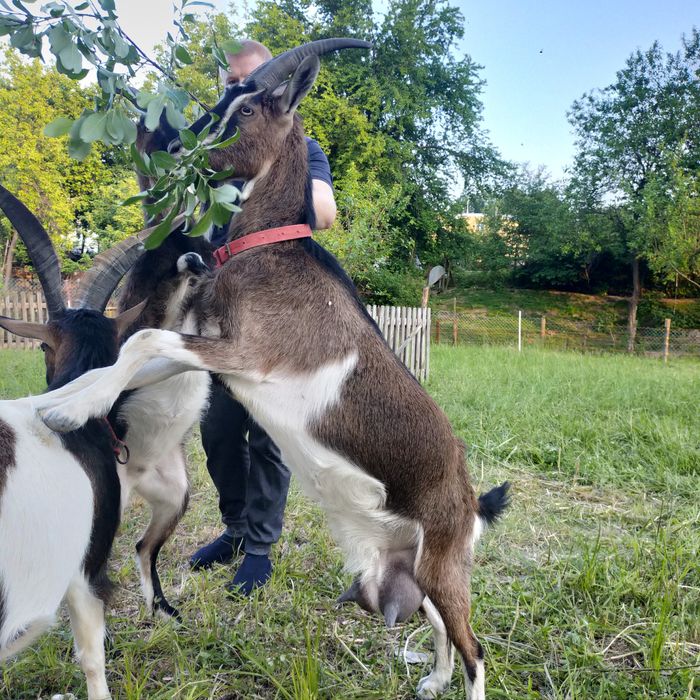 Mleko   kozie sprzedam