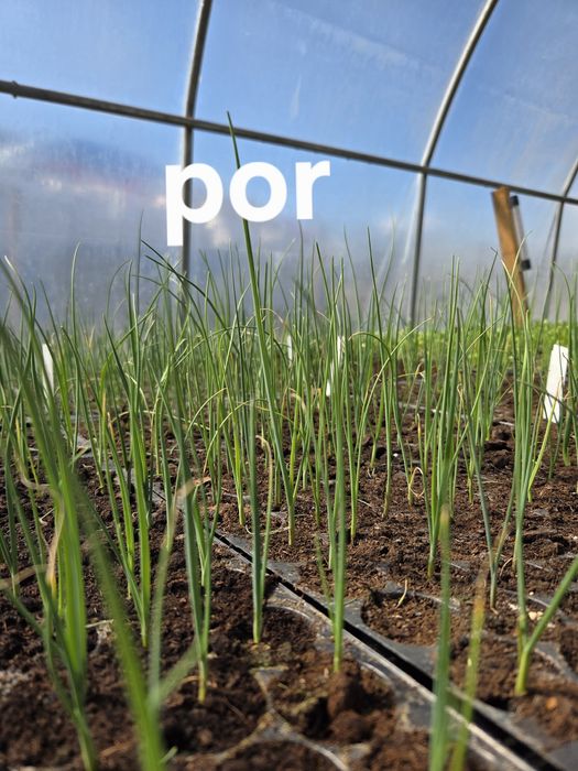 Sprzedam rozsady warzyw