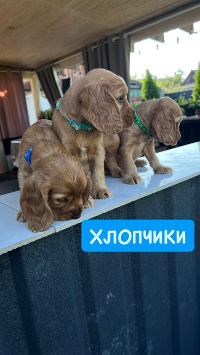 Англійські кокер-спанієлі, цуценята