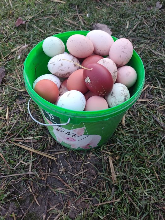 Jajka lęgowe od kur rossa,green shell, aruk