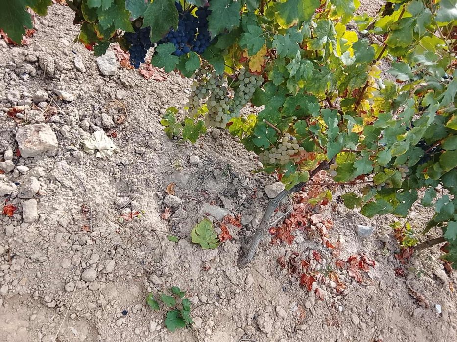 Vendo uvas com boa qualidade