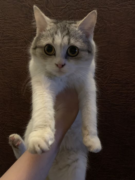 кошенята в добрі руки