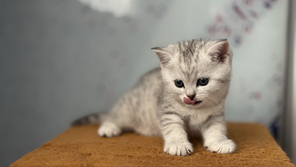 Котята голоба шиншилла, срібна, рижий