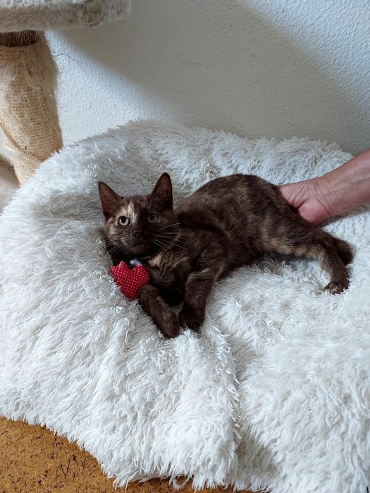 Gatinha bebé para adoção