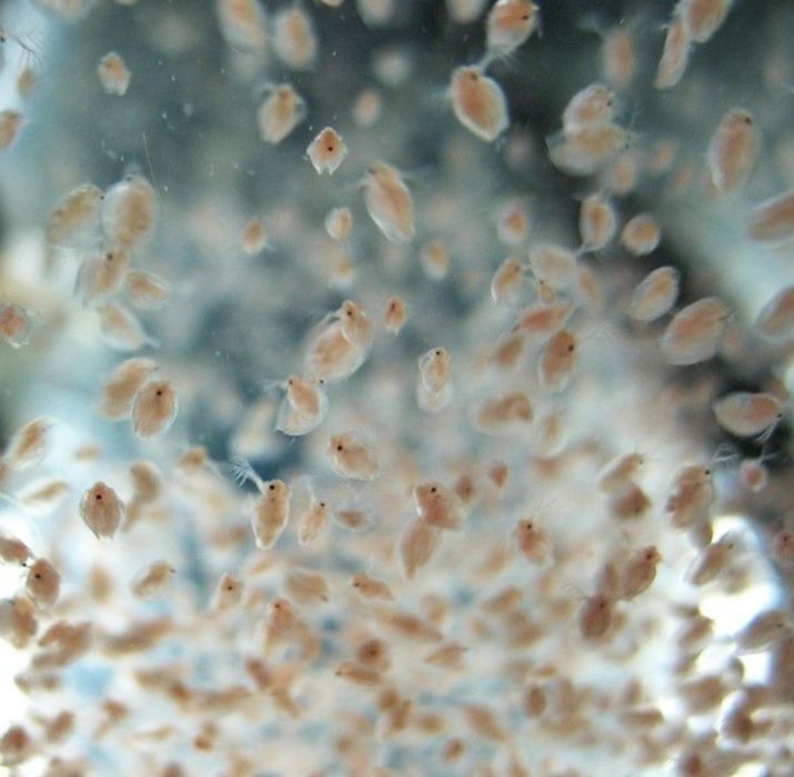 Dáfnias Pulex Cultura Viva  | Alimento Vivo para Peixes e Alevinos