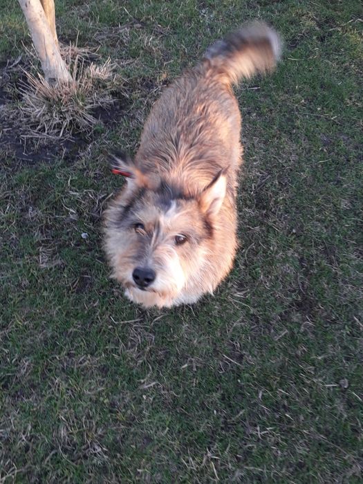 Віддаю в добрі руки