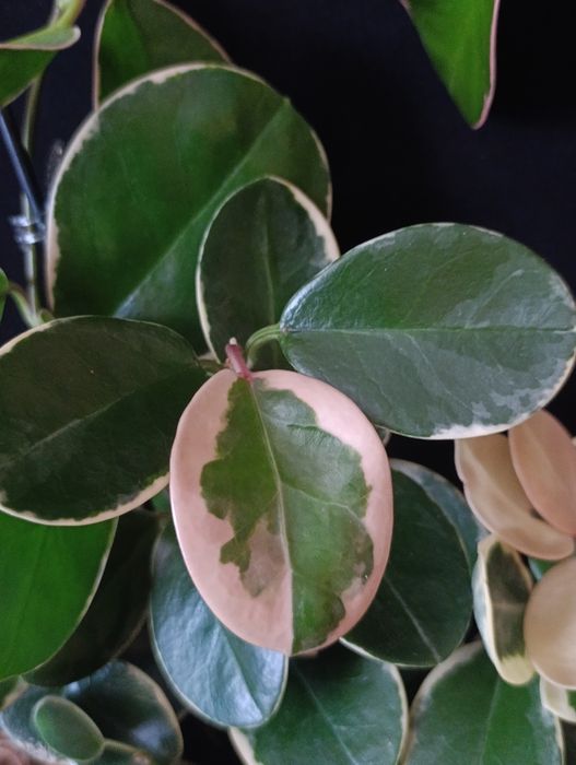 Hoya Australis Blondie