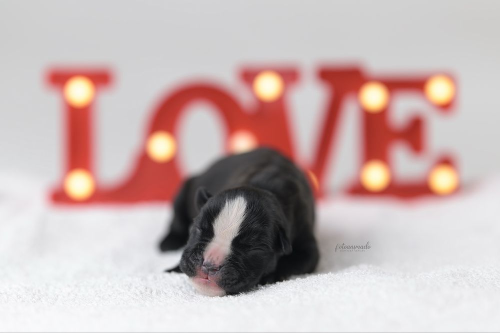 Bokser rasowy szczeniak ZKwP/FCI