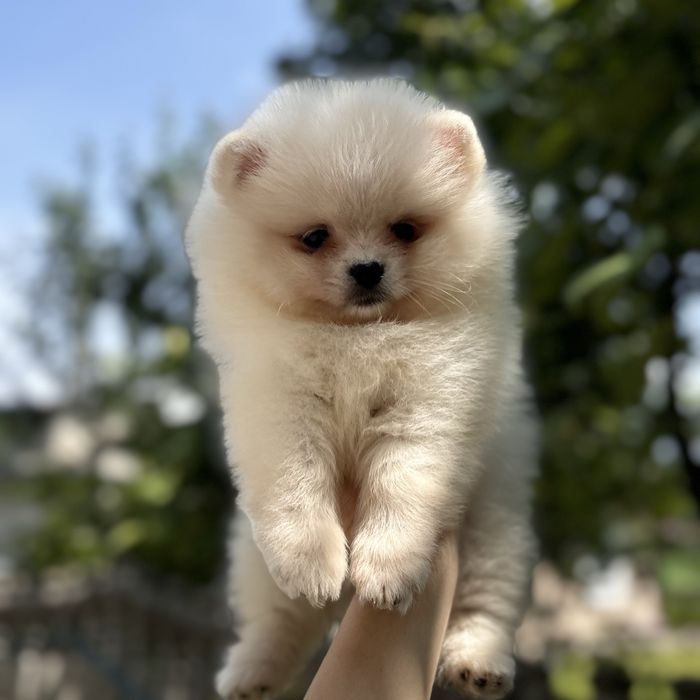 лялькова дівчинка шоу класу