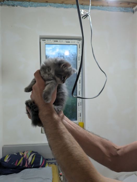 Віддам котят в гарні руки