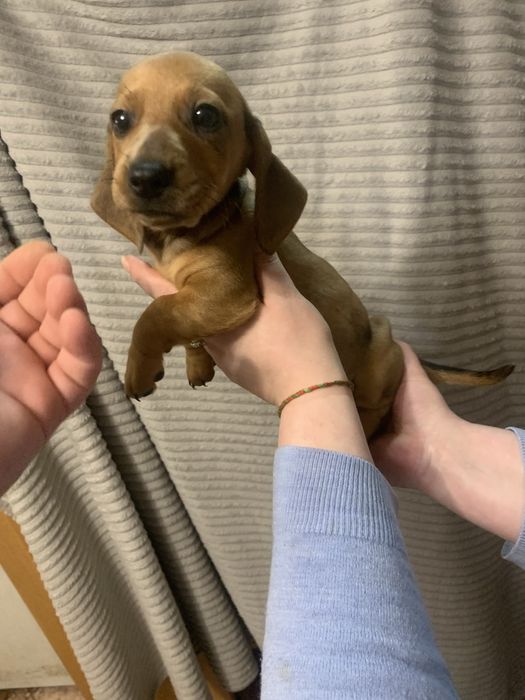 Цуценята Такси стандарт