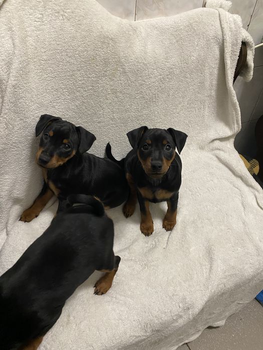 Щенки цвергпинчера