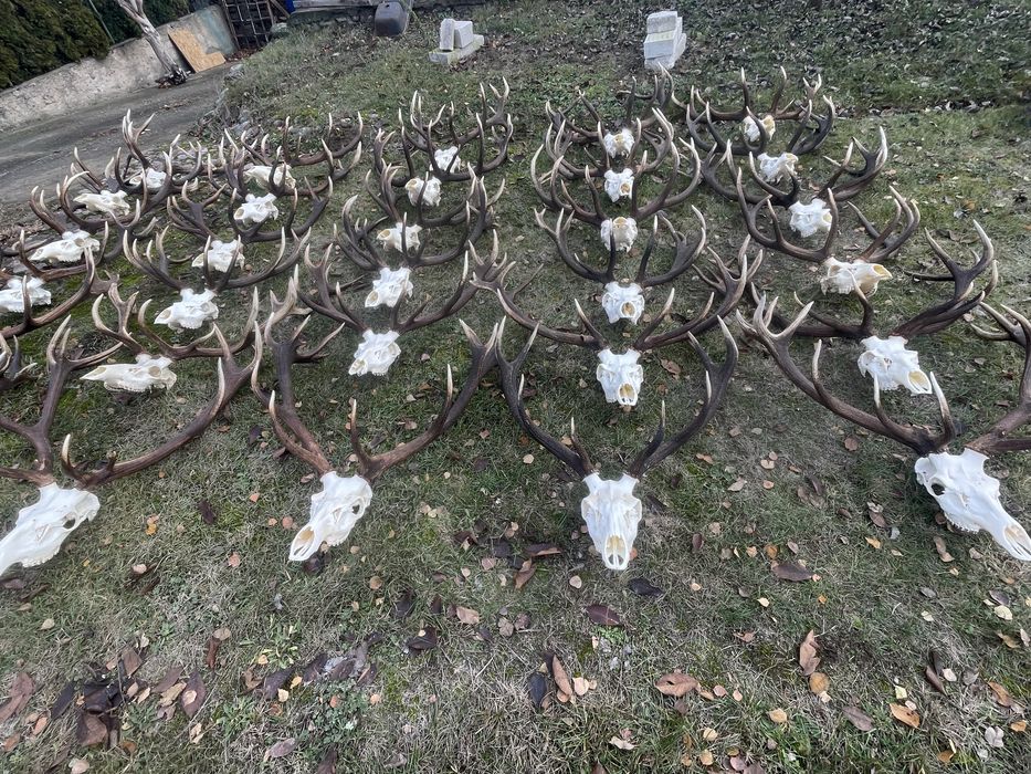 Trofeum wieniec jelenia 12-stak nieregularny poroże łoś nr 6
