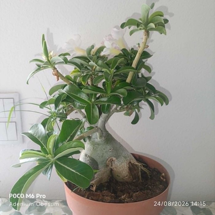 vendo planta rosa do deserto