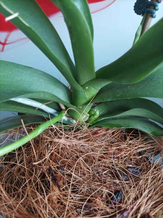 Орхідея бабочка Golden Dawn