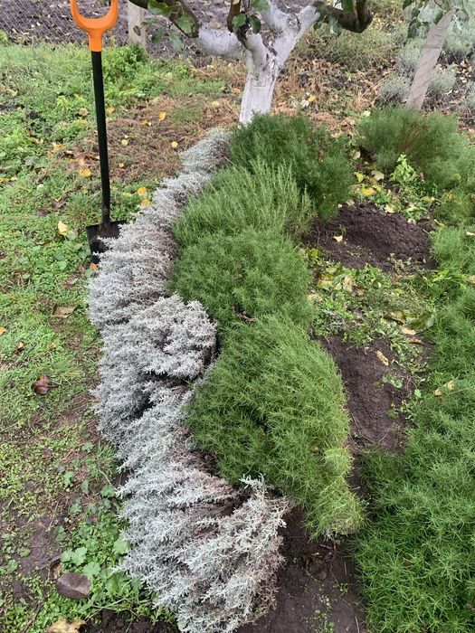 Сантоліна сиза і зелена