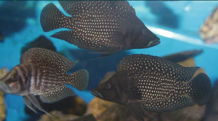 Altolamprologus calvus Black pectoral