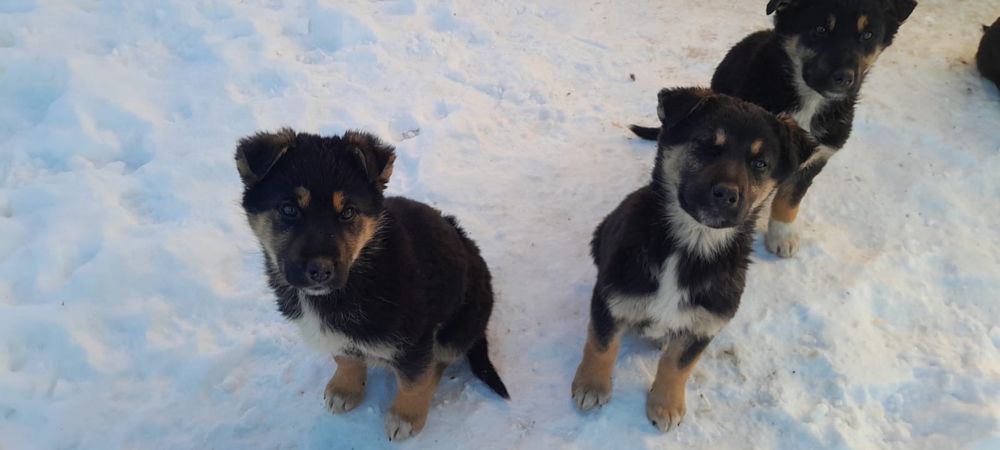 Цуценя німецької овчарки в гарні люблячі руки!!!